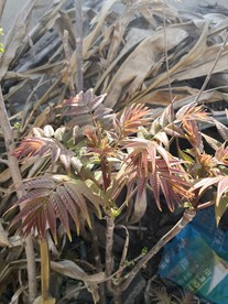 香椿芽