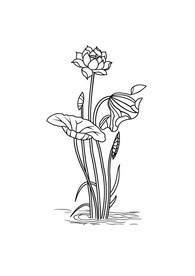 荷花线稿