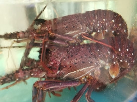 龙虾 大龙虾