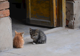 两只小猫