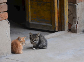 两只小猫