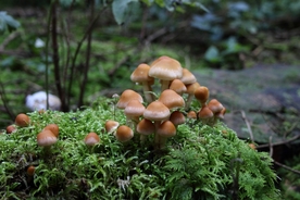 野生蘑菇
