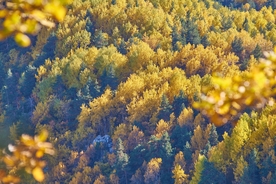 秋 季节 景观 性质