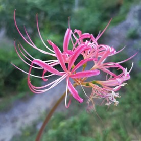 曼陀罗花