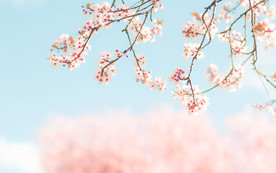 粉色桃花