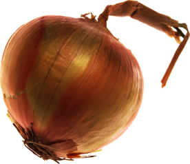 洋葱