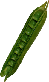 豌豆
