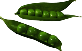 豌豆