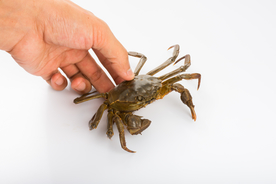 螃蟹