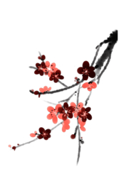 梅花素材