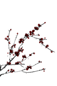 梅花素材