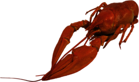 麻辣小龙虾图案