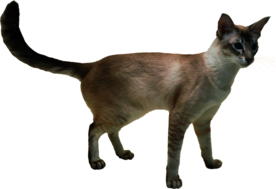 可爱动物小猫咪