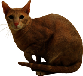 可爱动物小猫咪