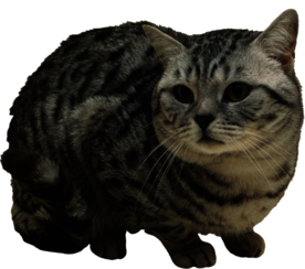 可爱动物小猫咪