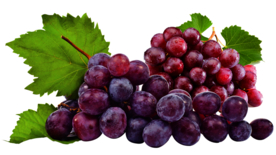 葡萄