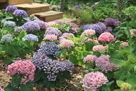 绣球 花路