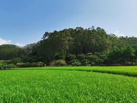 水稻 农业农田 稻田 水稻田