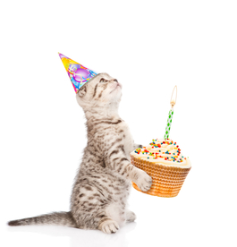 过生日的猫