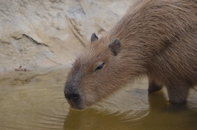 水豚