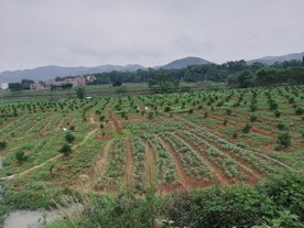 田野风景