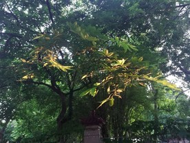 树木叶子