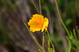 金鸡菊  金钱菊 孔雀菊