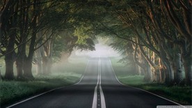 宁静的森林小路