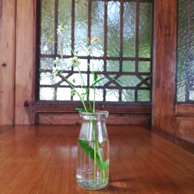 野菊花插花