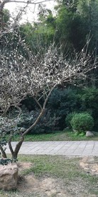 梅树