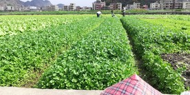 绿油油的蔬菜地