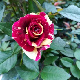 玫瑰花鲜花花卉