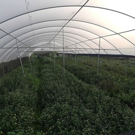 菊花大棚花场种植地