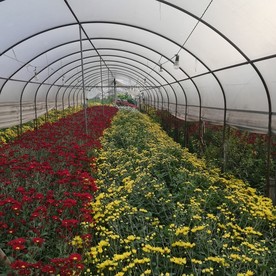 大棚菊花种植场