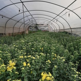 菊花大棚种植场