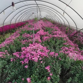 粉色菊花种植大棚
