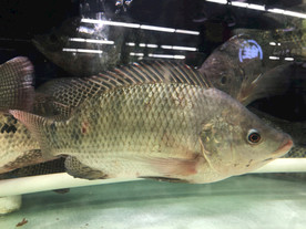 超市福寿鱼罗非鱼