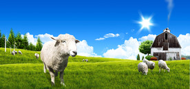 牧场草地合成背景素材