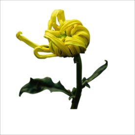 重阳节素材