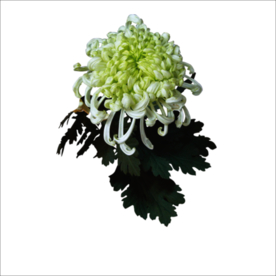 重阳节素材