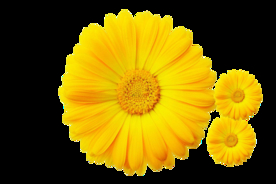 重阳节素材