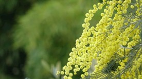 含羞草