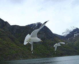 峡湾 海鸥