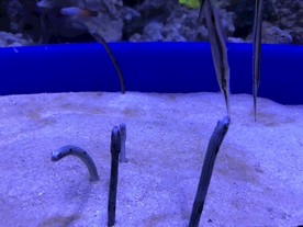 海蛇