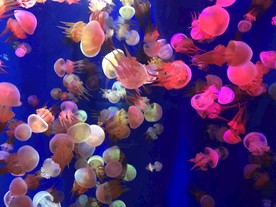 水母
