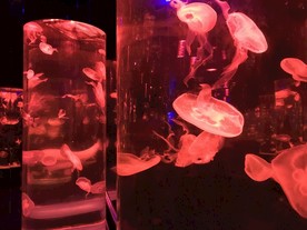 水母