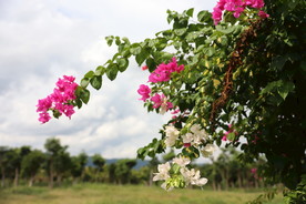 叶子花