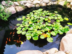 小鱼池