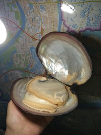 河蚌