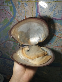 河蚌